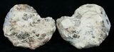/ Mammites Nodosoides Ammonite - Morocco #3998-2